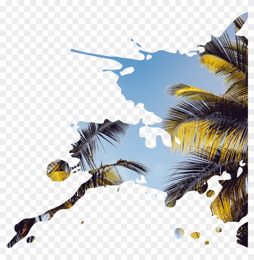 Travel & Palm Springs - Attalea Speciosa Clipart