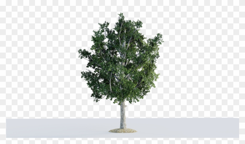 Mexican Pinyon Clipart