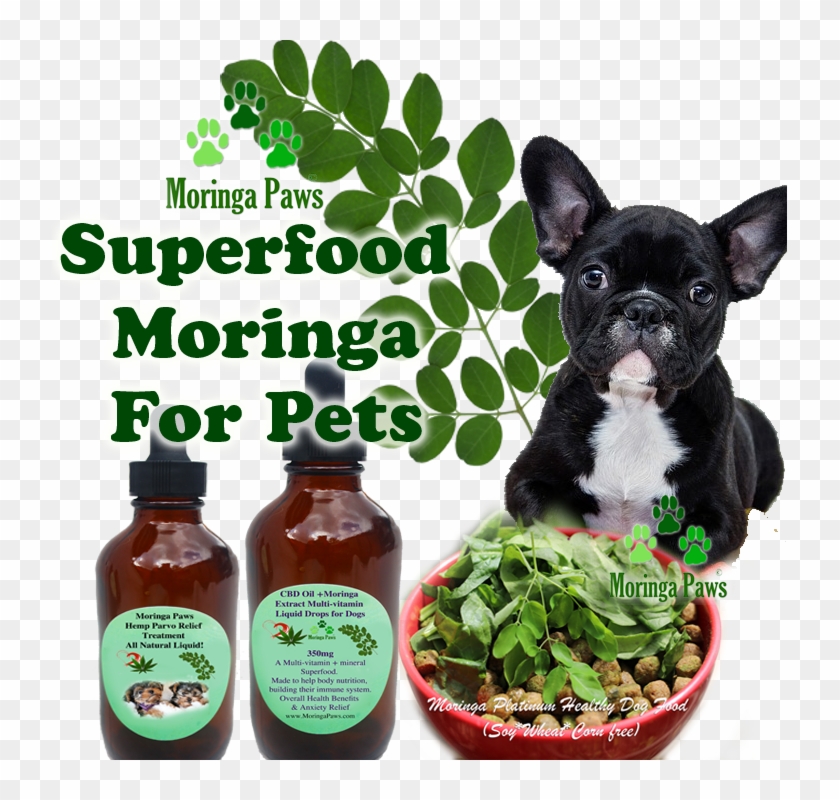 About Gemstone Frenchies, Quality Merle Frenchie Puppies - Love Clipart #1954052