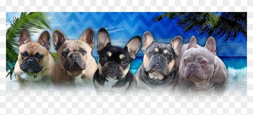 Home - French Bulldog Clipart #1954274