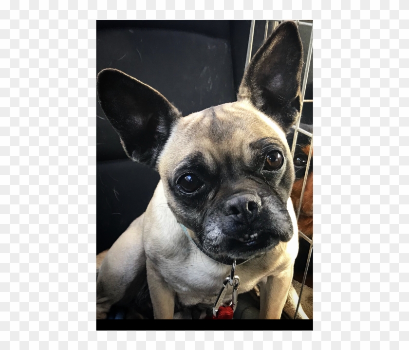 Donate To Petrescue - French Bulldog Clipart