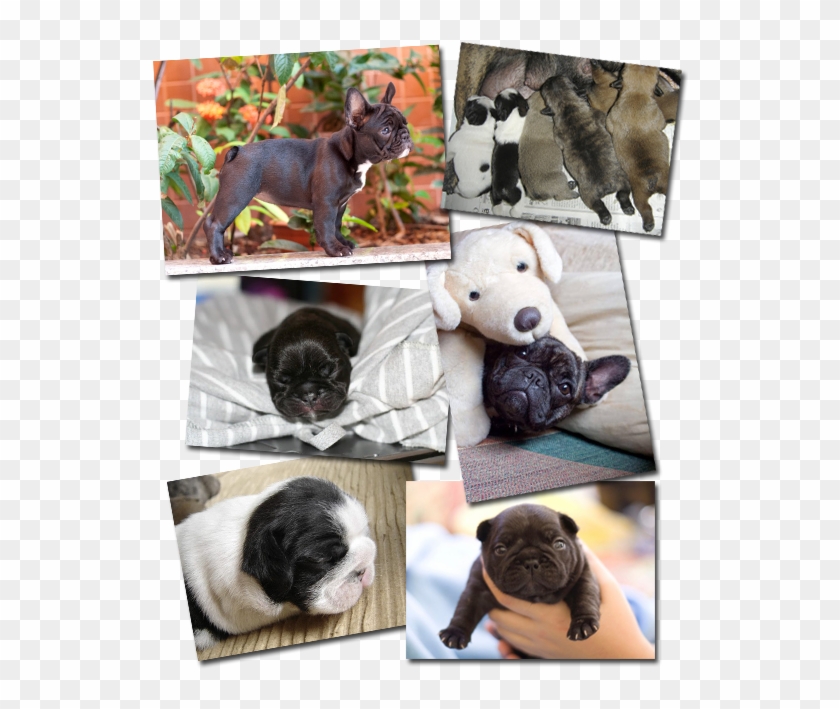 Vixbull French Bulldog Puppies - Pug Clipart