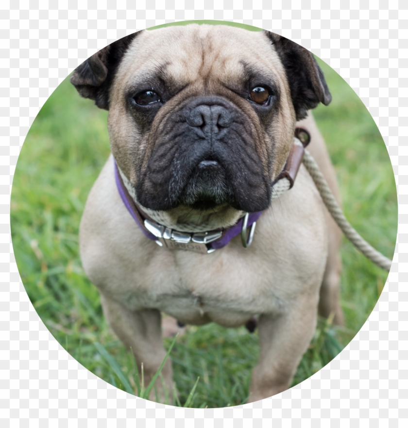 Adoption Clipart #1954453