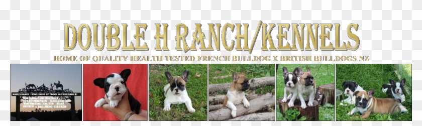 Double H Ranch/kennels - French Bulldog Clipart #1954477
