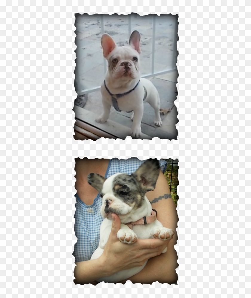 Merle Is A Dominant Gene, On Average Half The Puppies - Colegio De San Francisco Javier Palompon Leyte Clipart