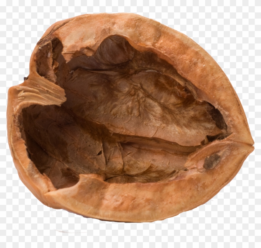 Retrieved April 4, 2016 Http - Nut Shell Clipart #1954865