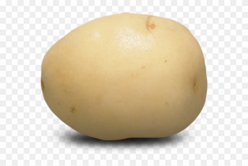 White Potato Clipart