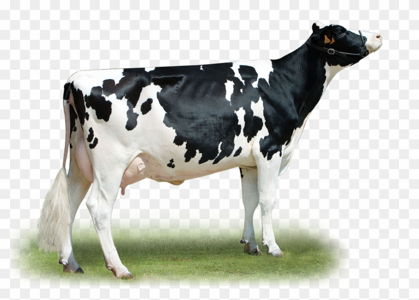 Telephone - Dairy Cow Clipart