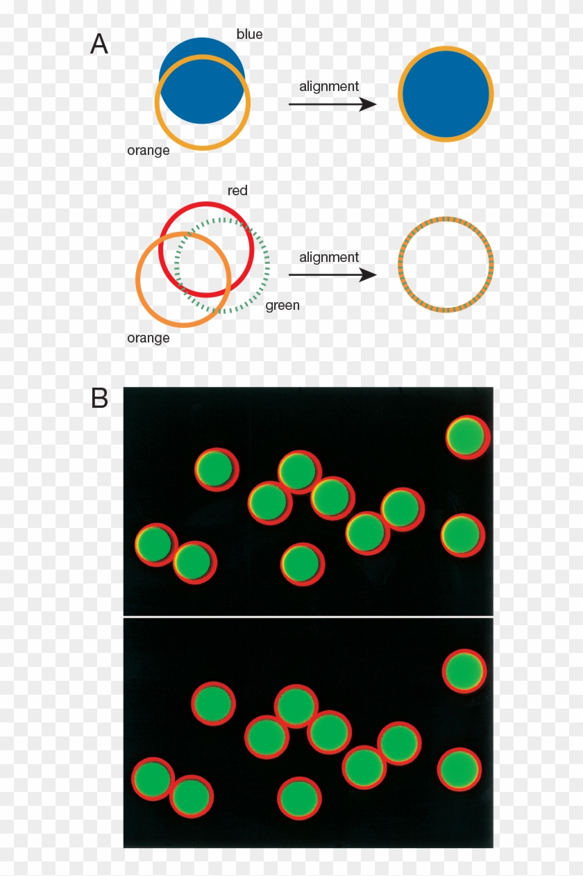Focalcheck Microspheres For Confocal Laser-scanning Clipart