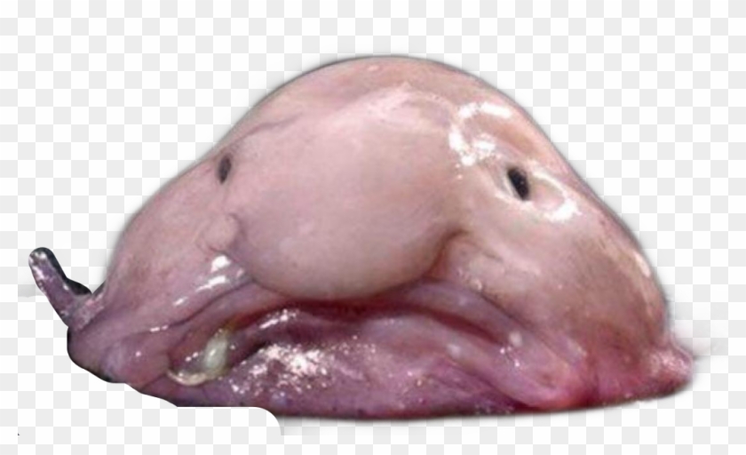 Blobfish Sticker Clipart