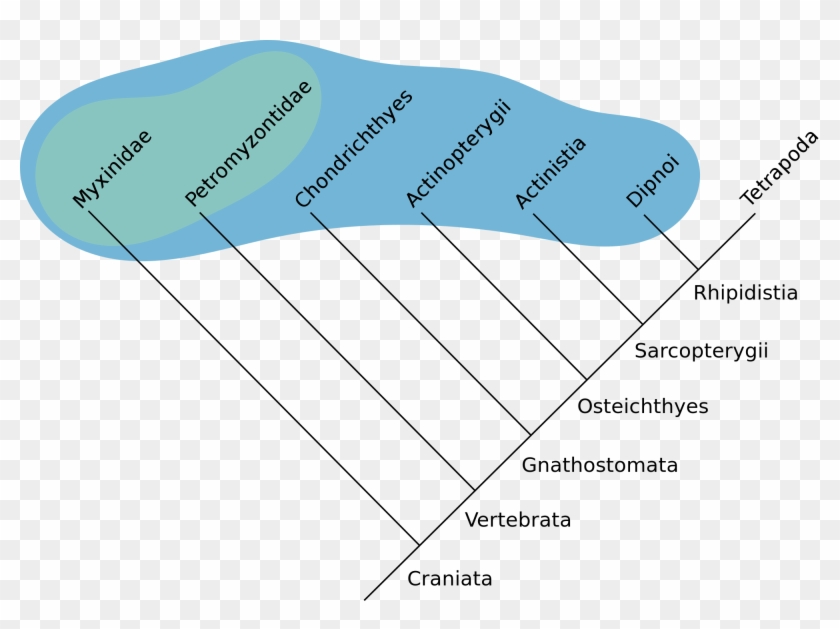 Blobfish Cladogram , Png Download Clipart #1963847