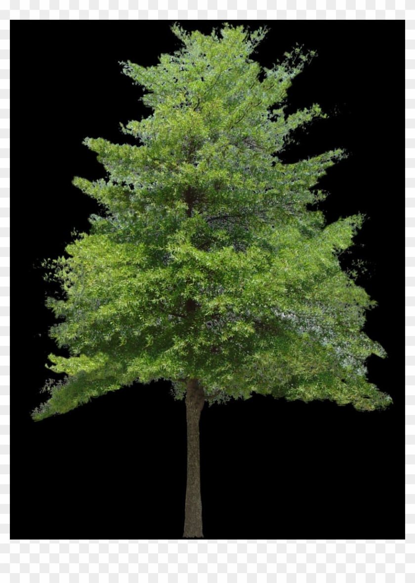 Hazel Tree Small Clipart