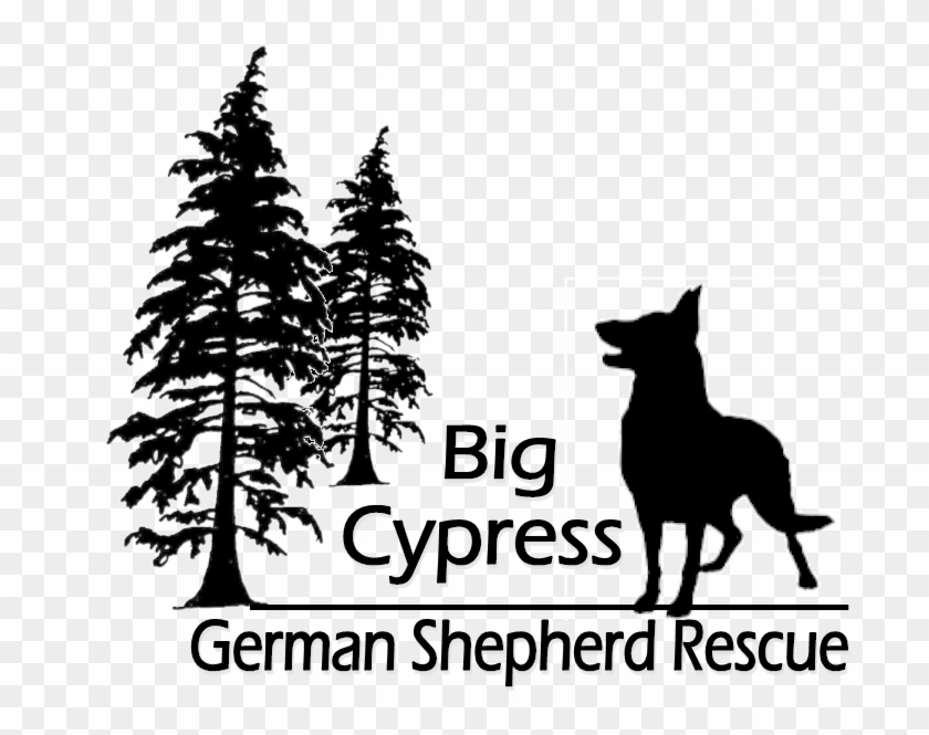 Cropped Logo Png - Tall Evergreen Tree Silhouette Clipart