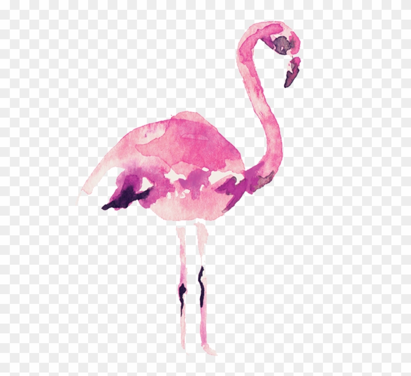 Video Courtesy Of Audrey Alba Films - Greater Flamingo Clipart #1964650