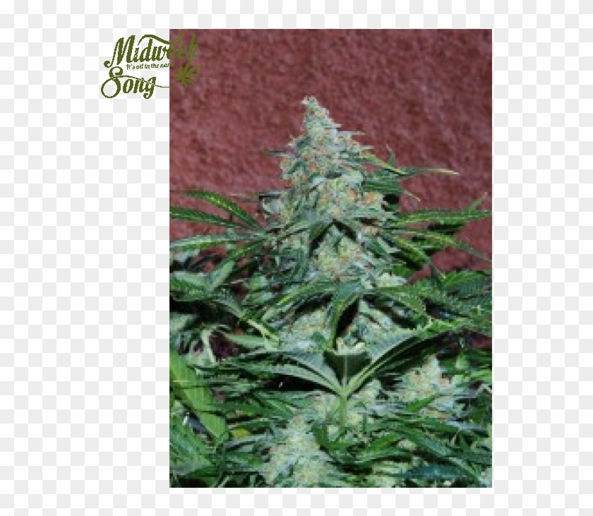 World Of Seeds Amnesia Auto Cannabis Seeds - Autoflowering Cannabis Clipart #1964652