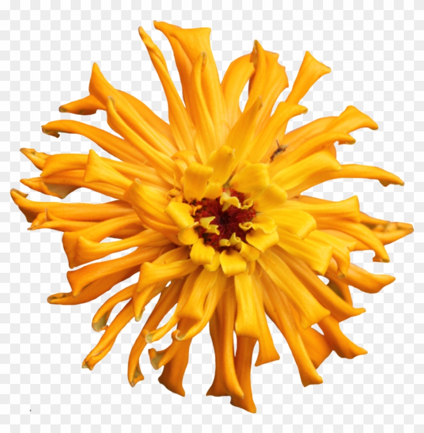 Cactus Transparent Flower Png - Sunflower Clipart #1964909