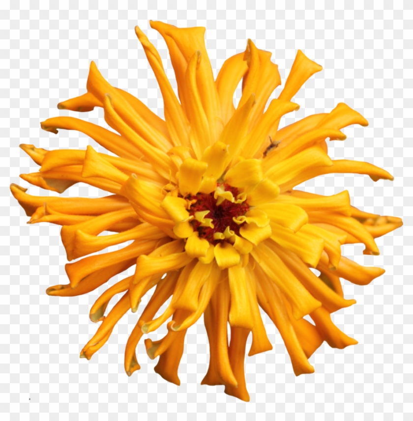 Cactus Transparent Flower Png - Sunflower Clipart