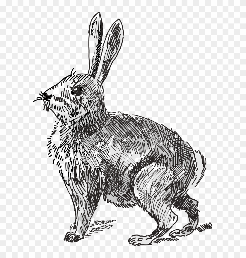 White Rabbit European Rabbit Hare Drawing - Black And White Rabbit Png Clipart #1964912