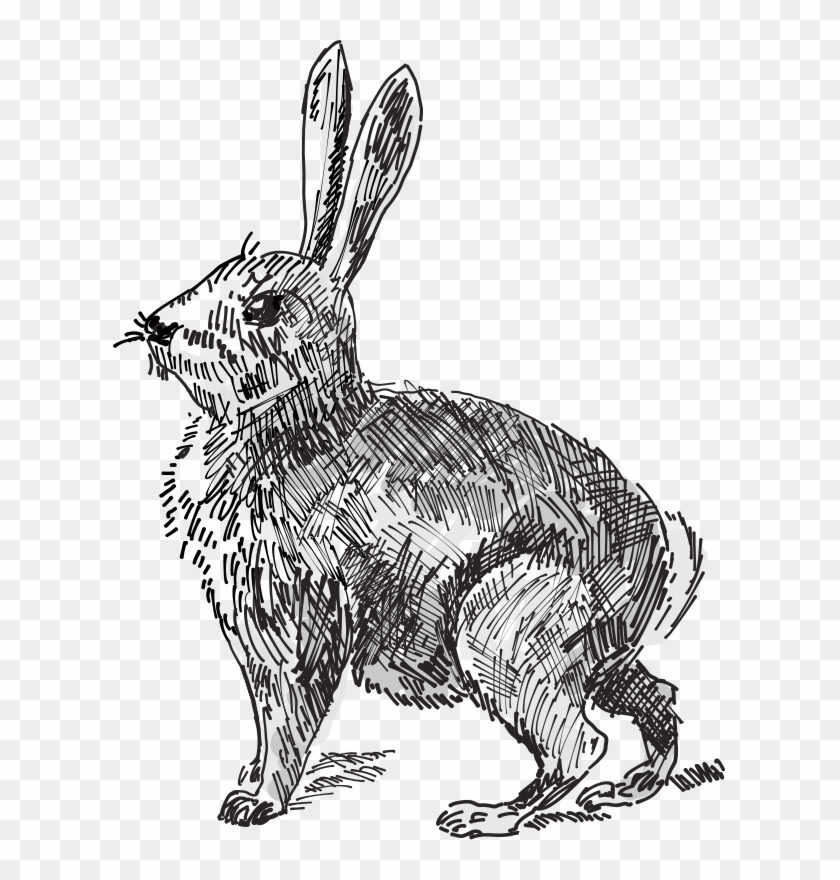 White Rabbit European Rabbit Hare Drawing - Black And White Rabbit Png Clipart