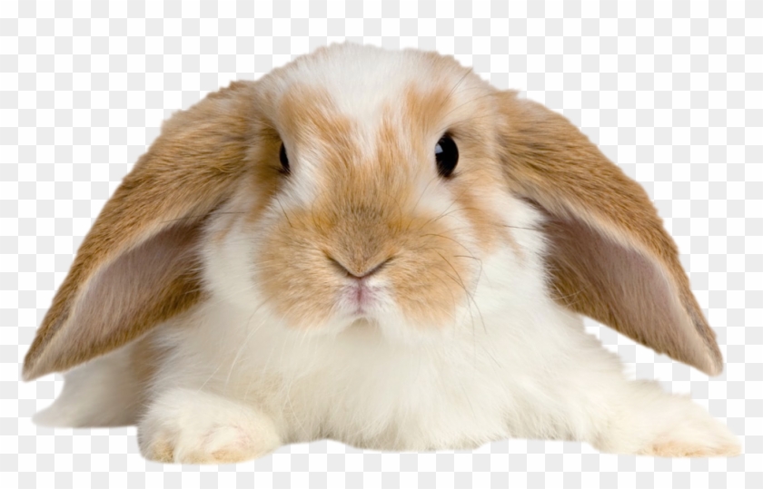 Cute Rabbit Png Clipart