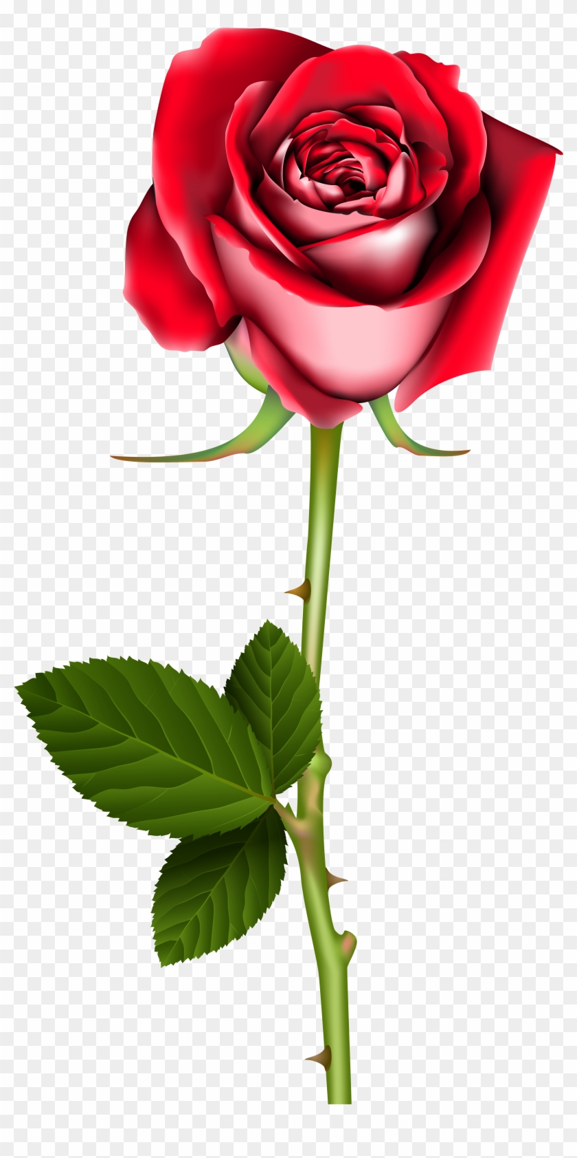 Rose Flower Tattoos, Flower Tattoo Designs, Red Rose Clipart