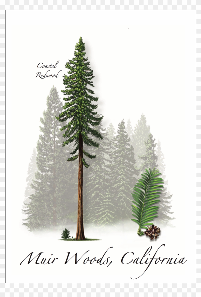 Coastal Redwood Clipart #1965111