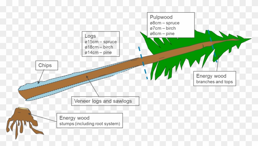 The Diagram Below Shows Roughly How Redwood Trees Are Clipart