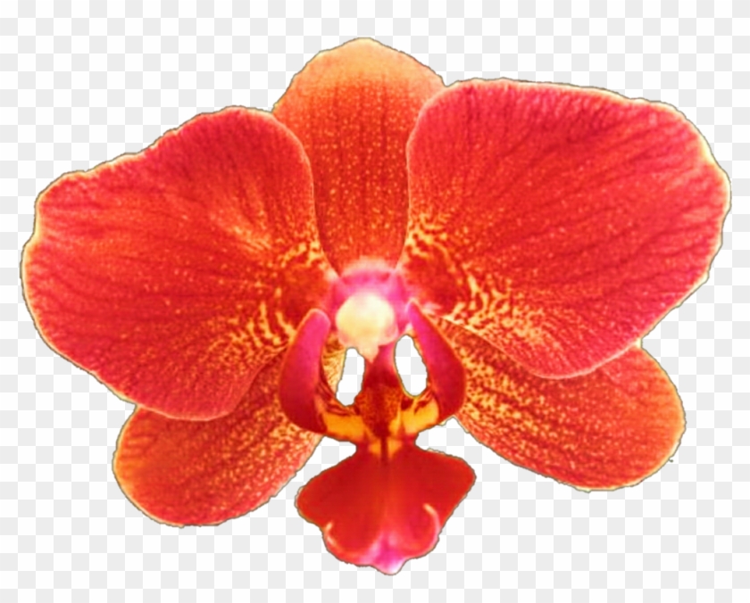 1024 X 781 13 - Red Orchid Flower Clipart #1965215