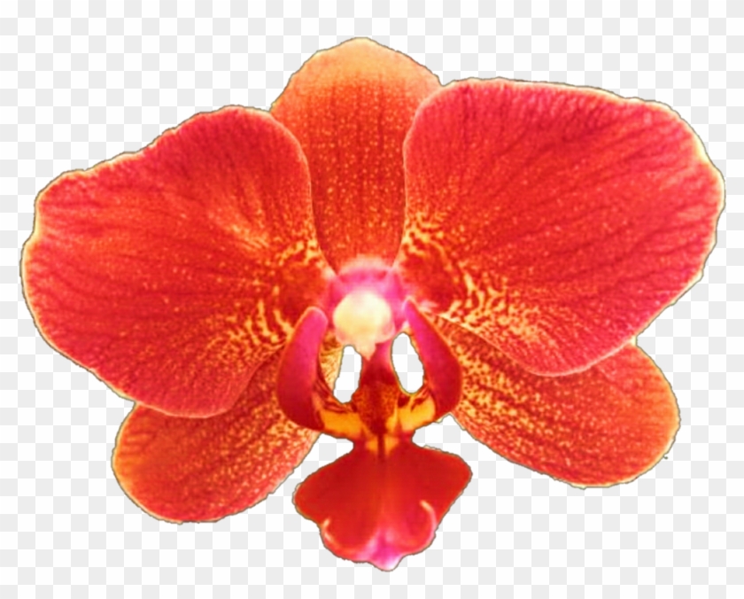 1024 X 781 13 - Red Orchid Flower Clipart