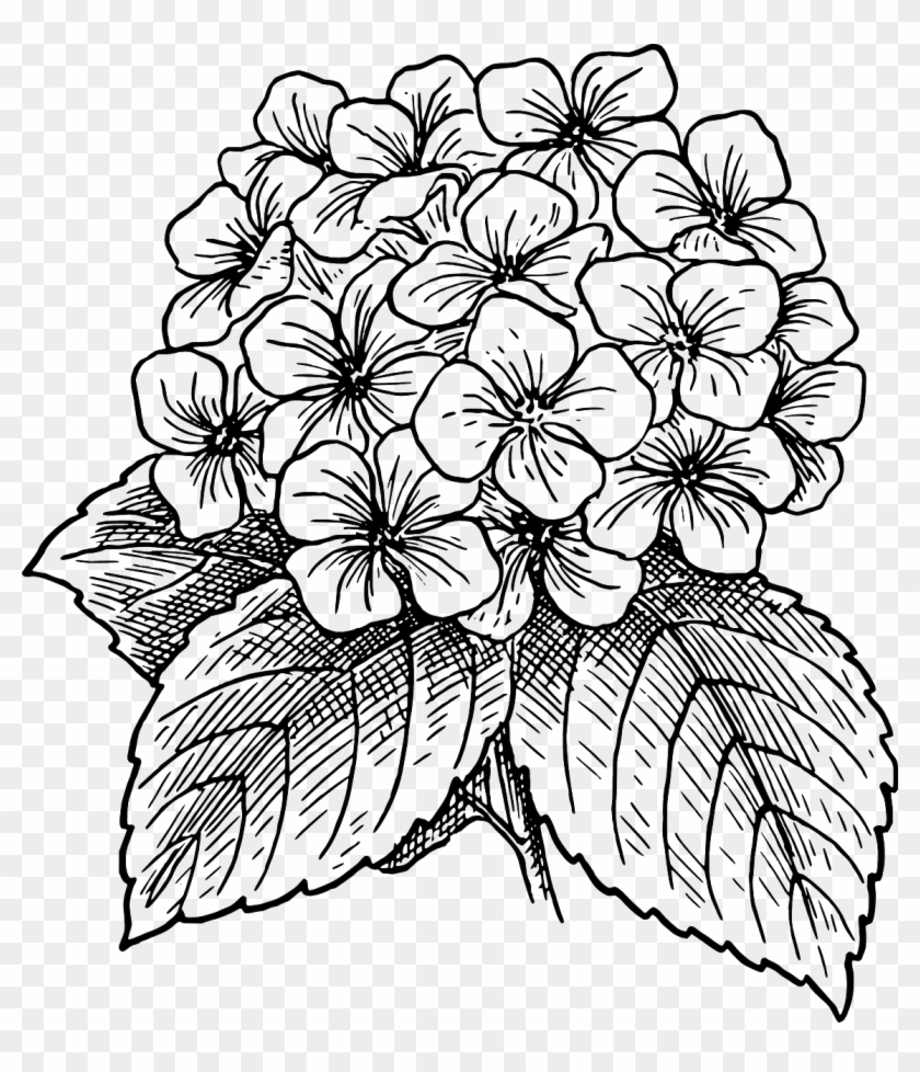 Flor, Florescente, Planta, Folhas, Costas E Branco - Hydrangea Flower Drawing Clipart #1965575