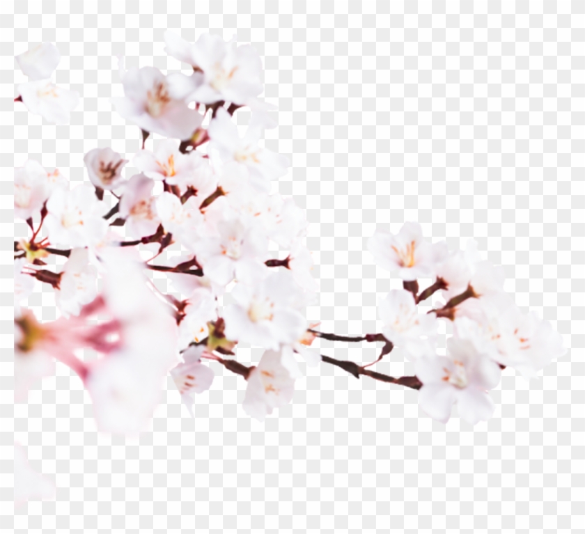 Cherry Blossom , Png Download - Cherry Blossom Clipart #1968467