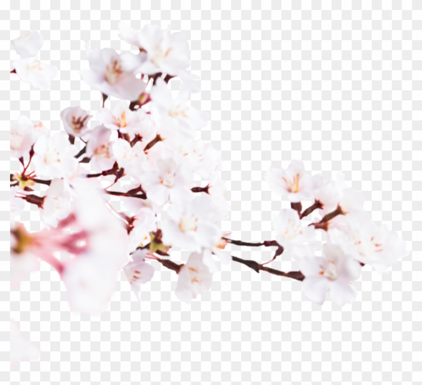 Cherry Blossom , Png Download - Cherry Blossom Clipart