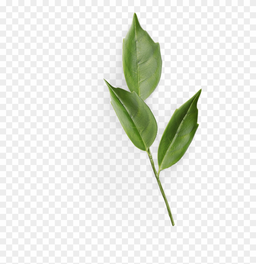 Process Leaf - California Laurel Clipart #1969377
