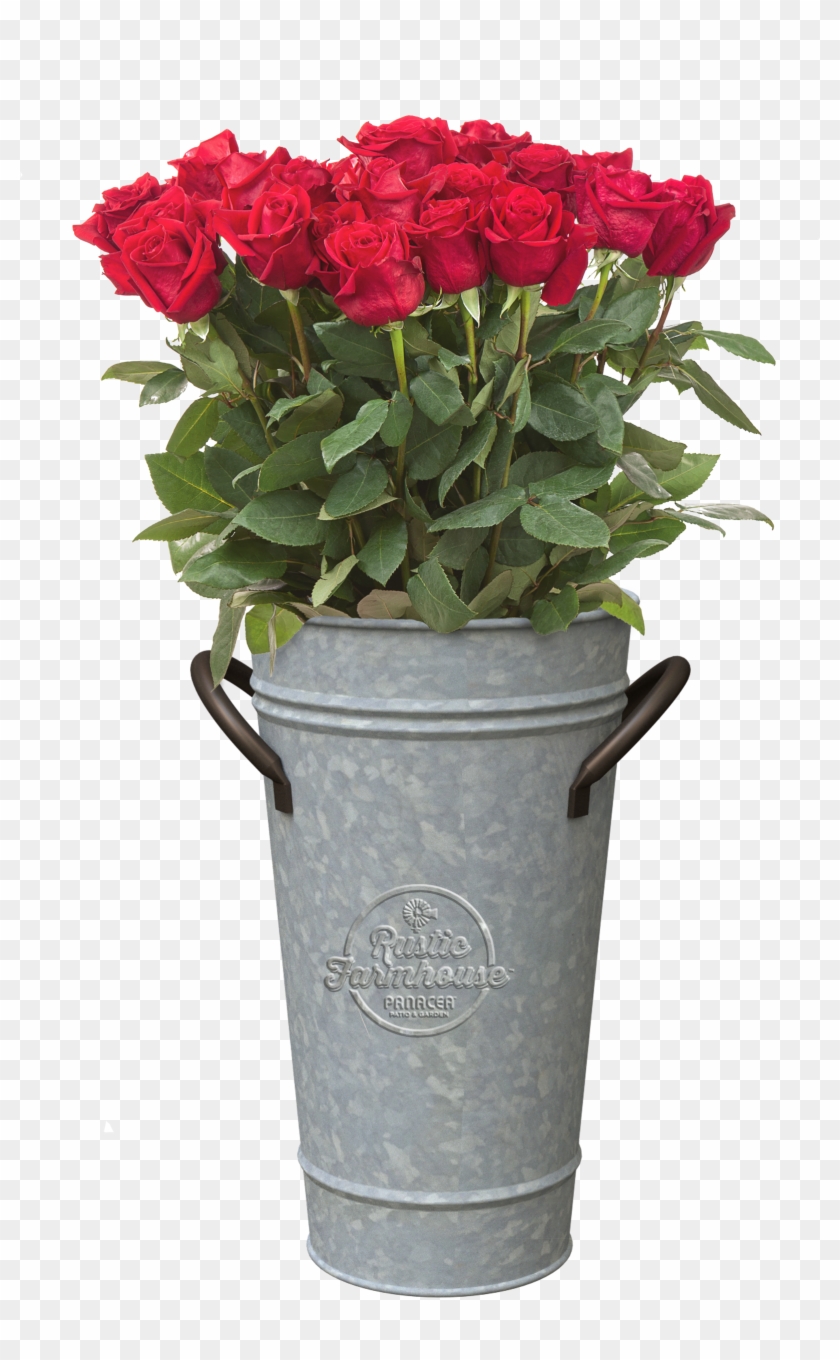 Panacea - Garden Roses Clipart