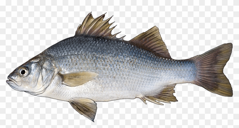 Download Http Www Fishbuoy Com Images Images Fish Species Pike Perch Fish Clipart 1973068 Pikpng