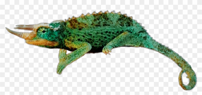 #reptile #charmeleon #green - Chameleons Clipart