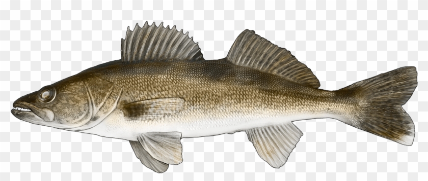 Download Http Www Fishbuoy Com Images Images Fish Species Yellow Perch Perca Flavescens Clipart 1973239 Pikpng