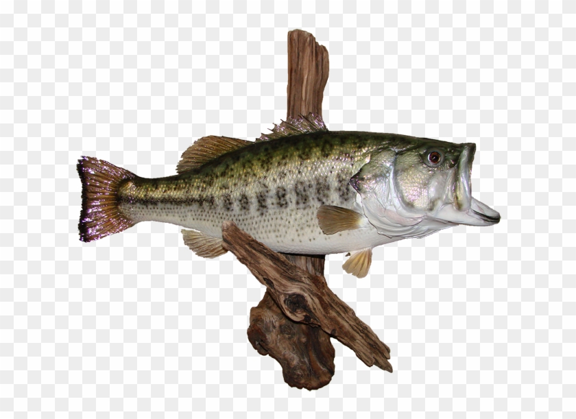 Largemouth Bass Mount - Northern Largemouth Bass Clipart