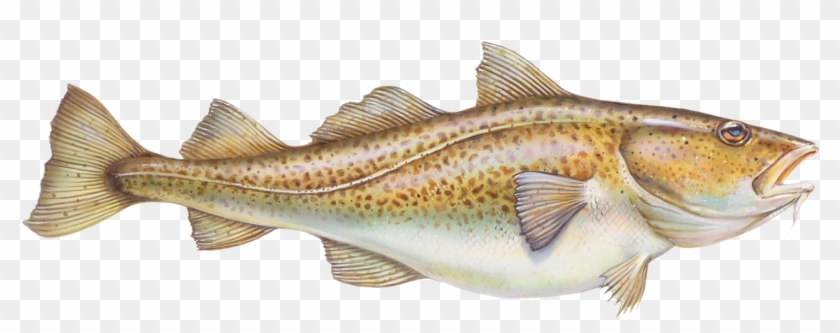 Coastal Cutthroat Trout Clipart