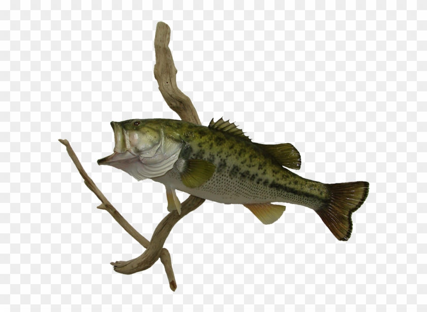 Largemouth Bass Mount - Perch Clipart