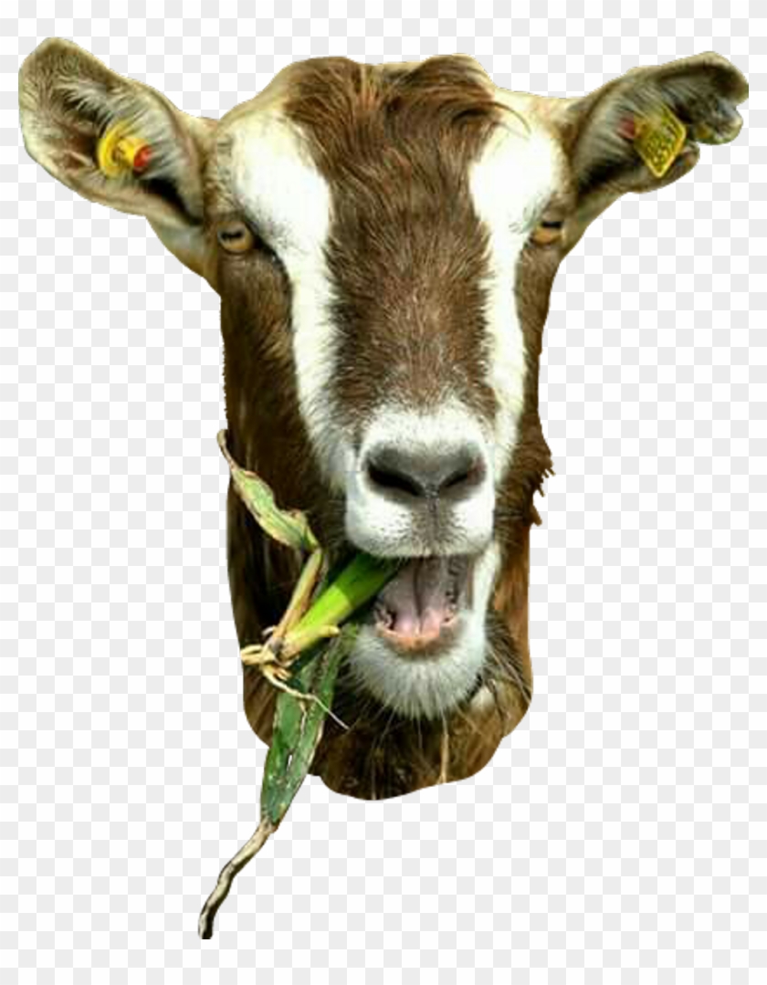 #freetoedit #goat #goathead #funny #farm @april-b @marcelabarabasova - Dairy Cow Clipart
