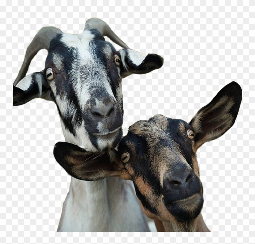 Ledgeway Goat Milk Soap Shop - Goat Clipart #1974851