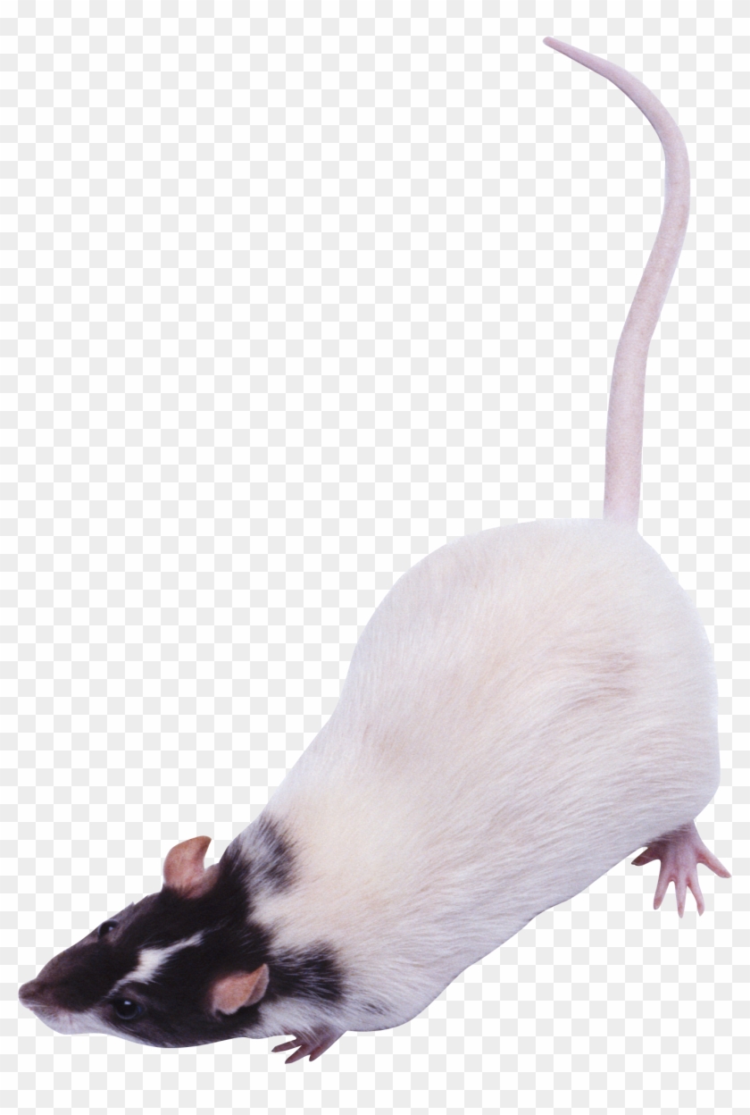 Mouse, Rat Png Image - Мышь Пнг Clipart