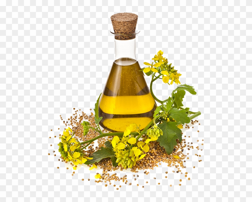 Oil Sunflower Canola Cooking Seed Rapeseed Oils Clipart - Nirgundi Oil - Png Download #1975663