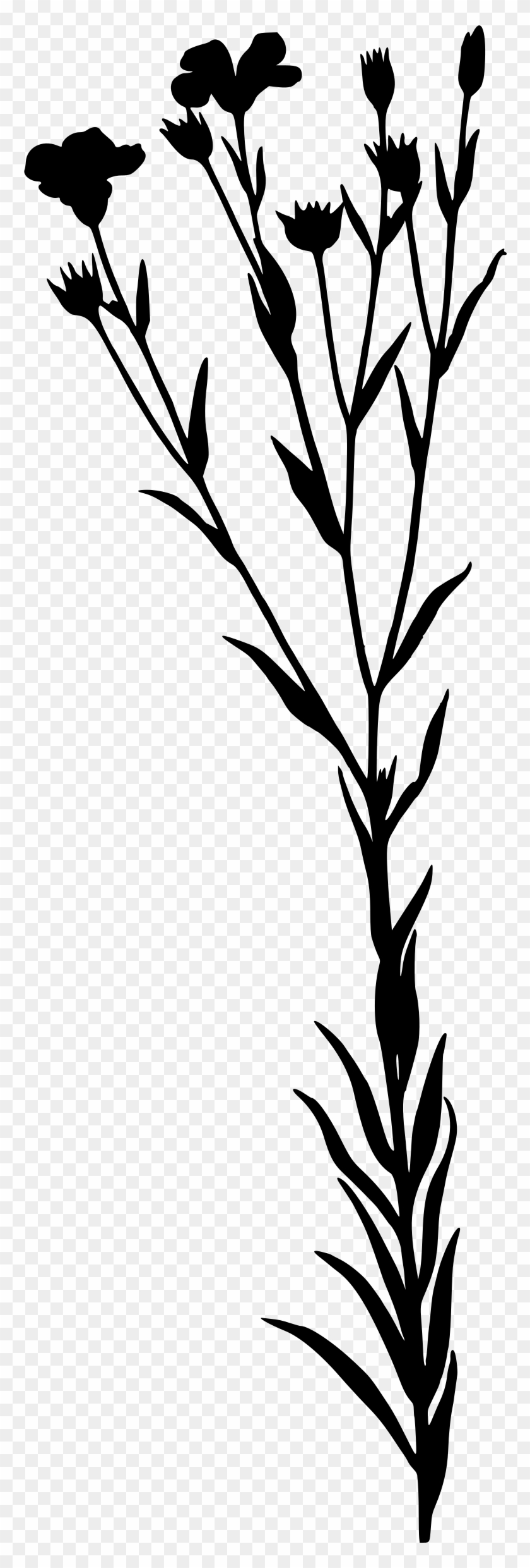 This Free Icons Png Design Of Linseed - Linum Usitatissimum Clipart