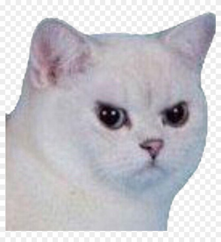 #cat #angry #angrycat #meme #funny #sad #white #whitecat Clipart