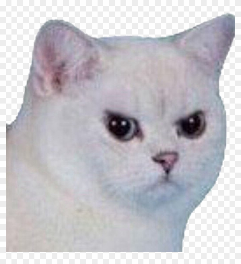 #cat #angry #angrycat #meme #funny #sad #white #whitecat Clipart #1981948