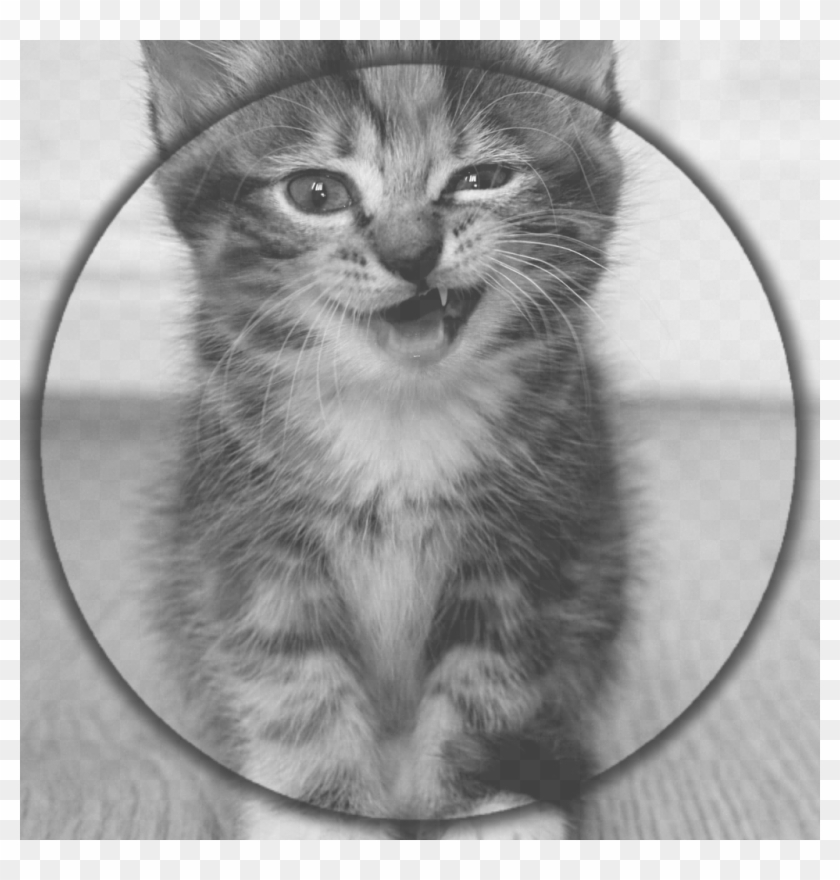 Cat Image Clipart #1982275
