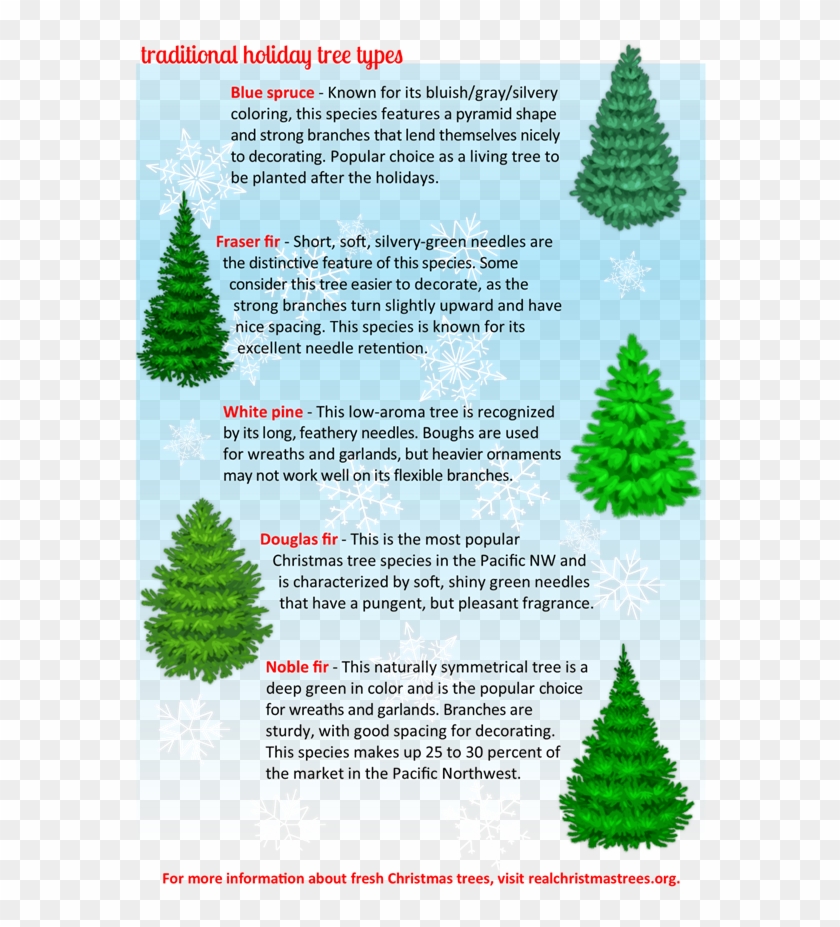 Fresh Cut Christmas Trees - Types Of Fresh Cut Christmas Trees Clipart #1983158