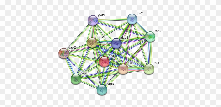 Asd Protein - Circle Clipart #1983227